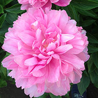 Пион Carnation bouquet